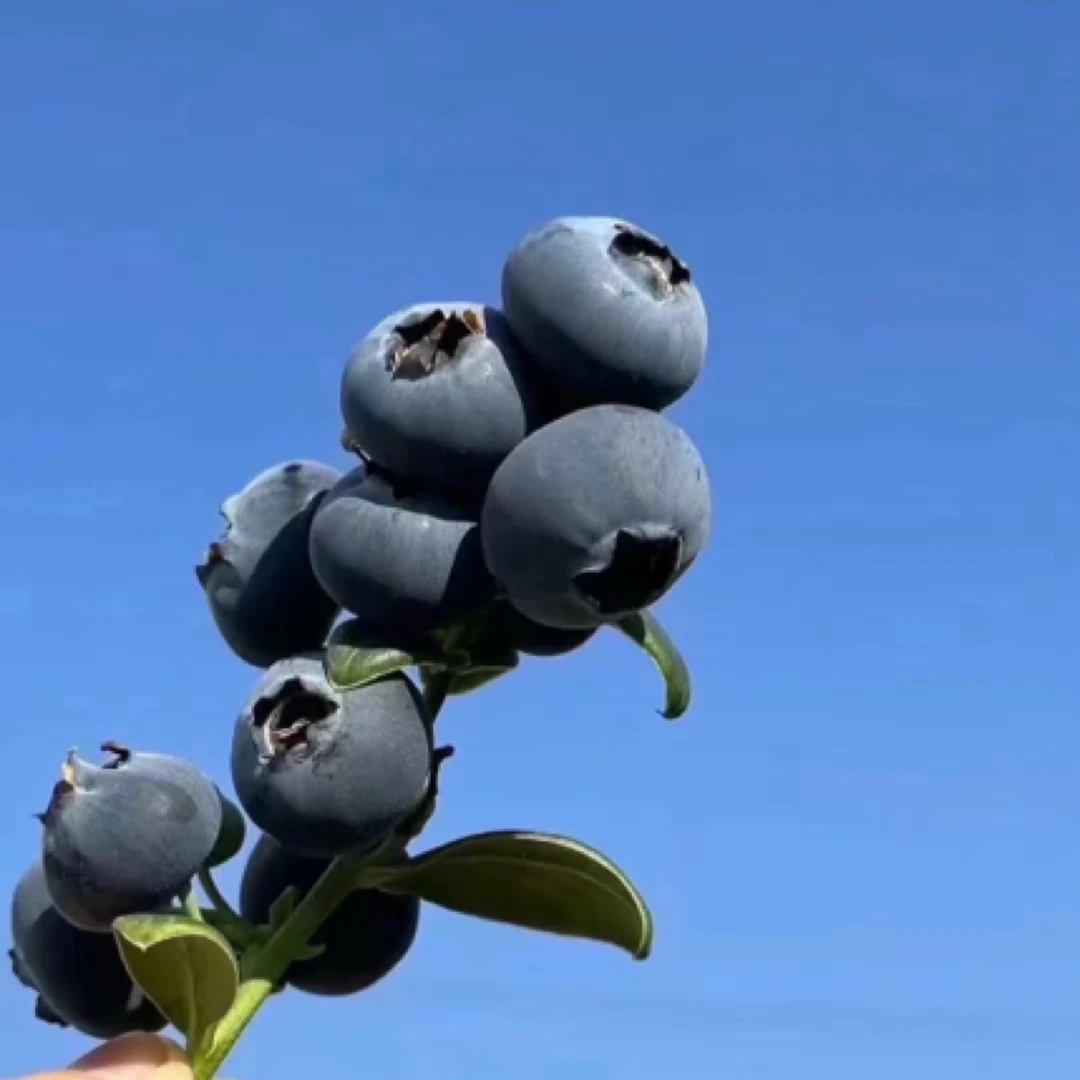 【1斤超大果王22mm+】每箱净果八两【L25花香蓝莓】辽宁大连庄河市L25花香蓝莓辽宁省大连市