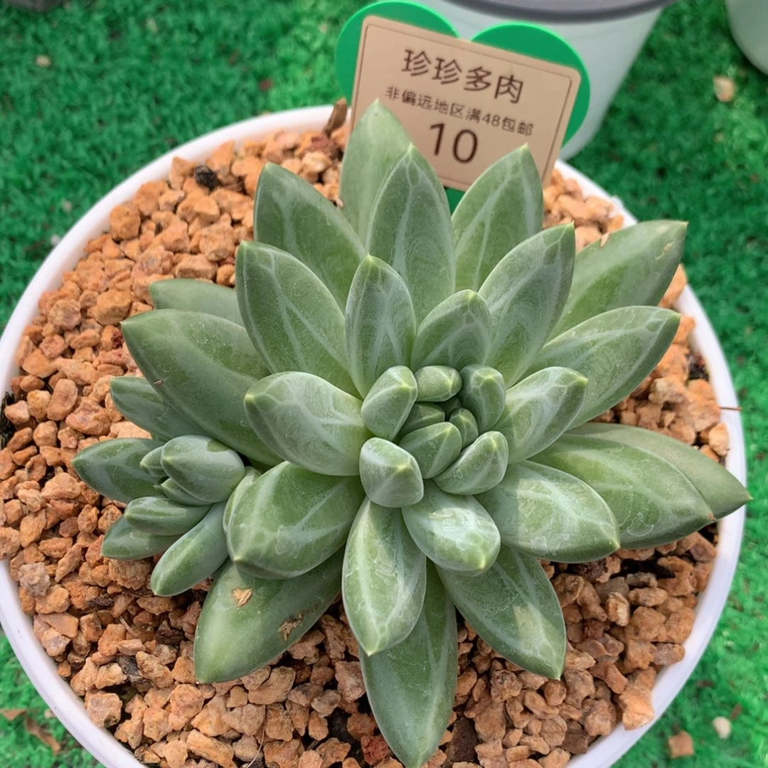 胖体青花瓷单头10