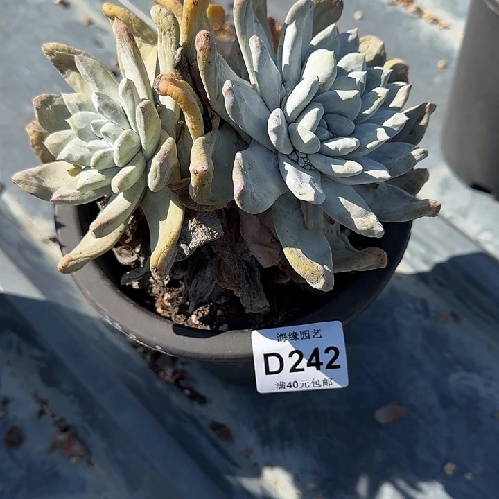 如**✨拇指仙女杯多肉植物