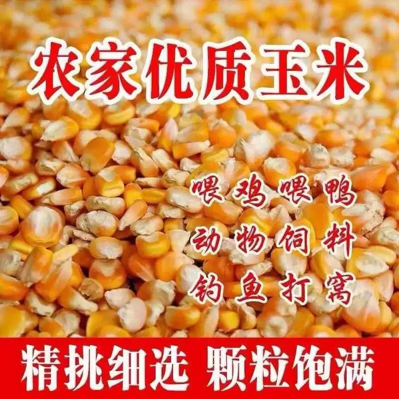 100斤包邮农家老式干玉米粒杂粮钓鱼打窝喂鸡鸭鹅鸽子非转基因