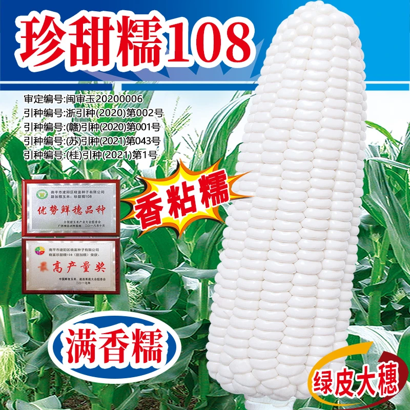 白糯玉米种子春季播种非转基因黏苞米种籽大棒高产满香糯玉米品种