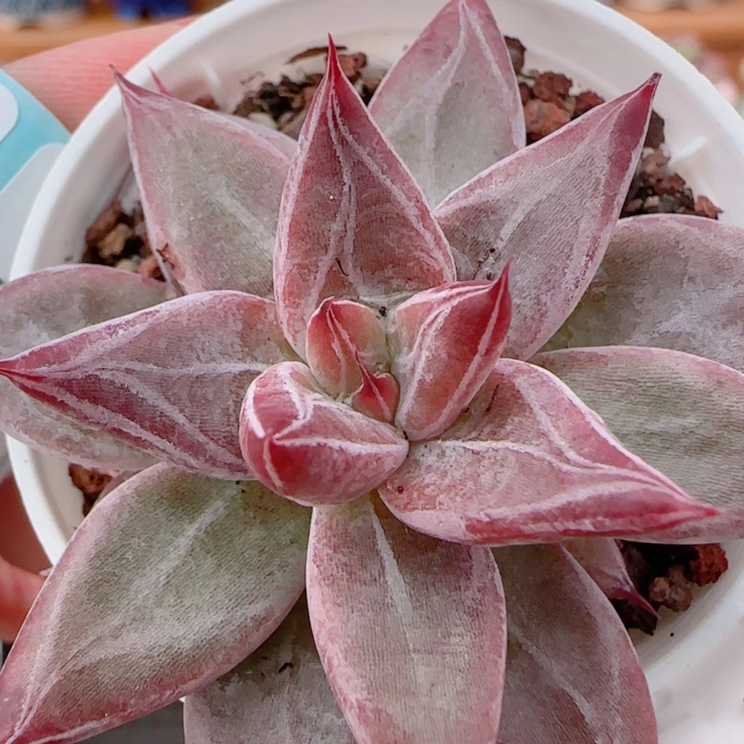 花语多肉1204-295