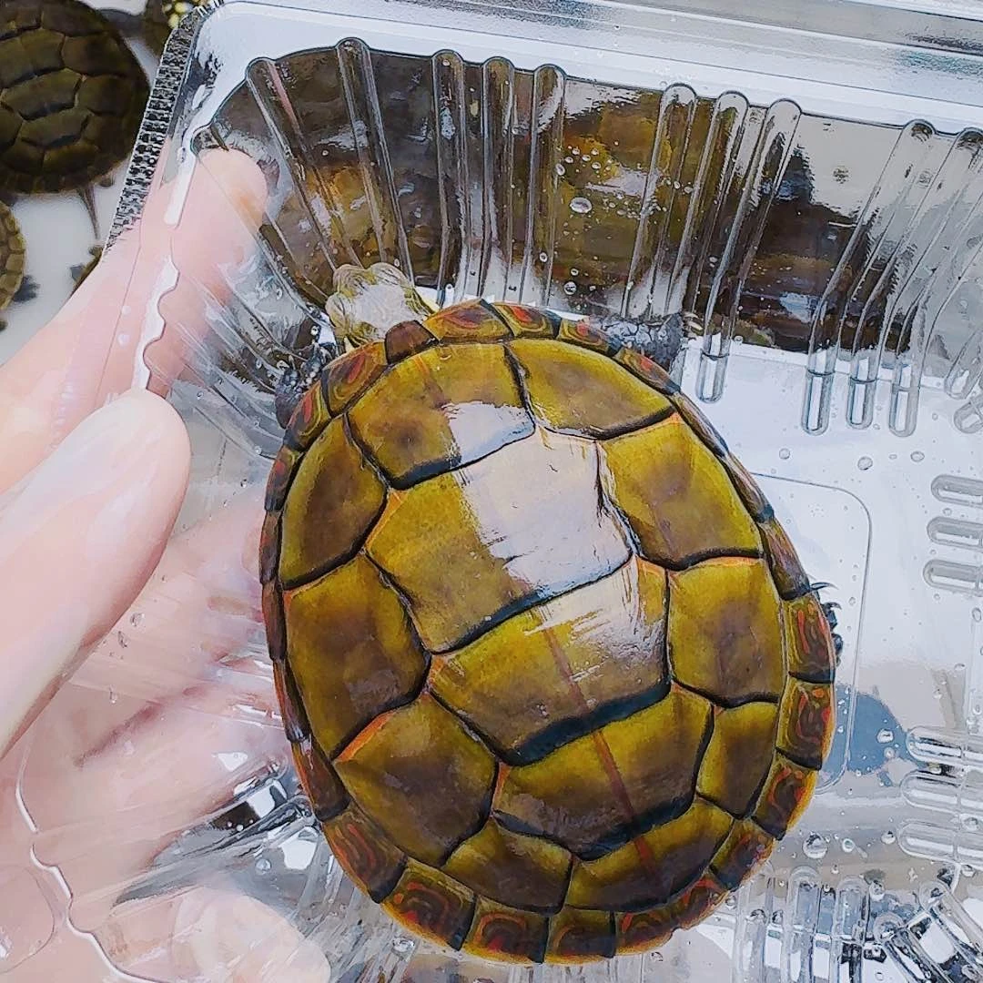 1***8母绿毛龟8888888