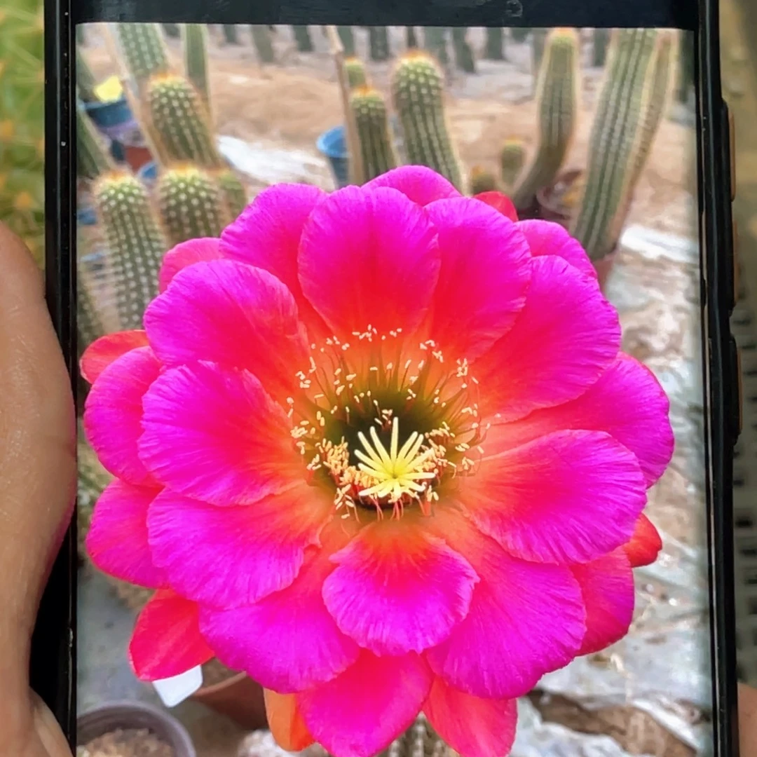 毛 星火侧芽 歪 满20包邮高 6公分