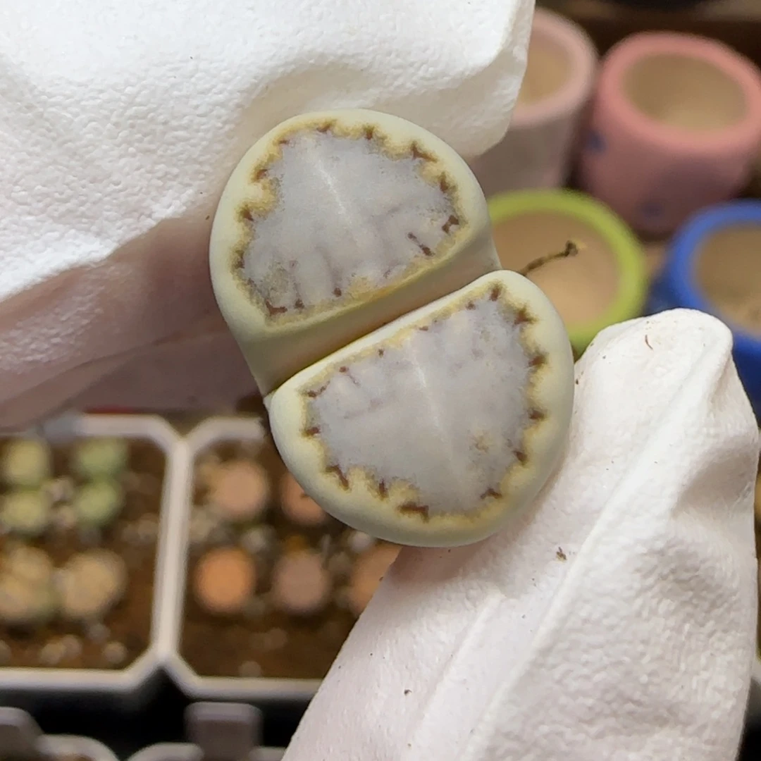 11.10.1621.6糖霜饼干.9045