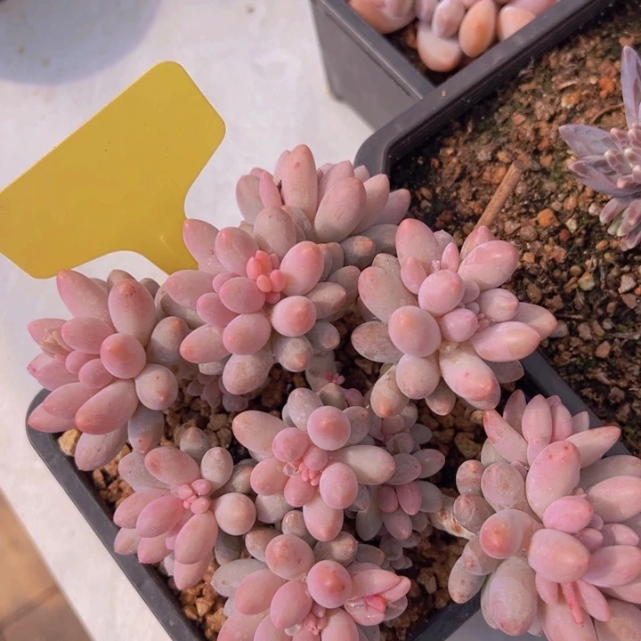 健健康康平平安安