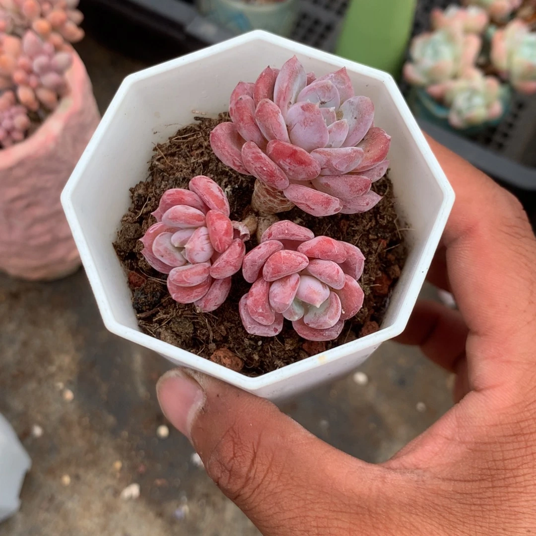 人工增水系统在国内已经应用