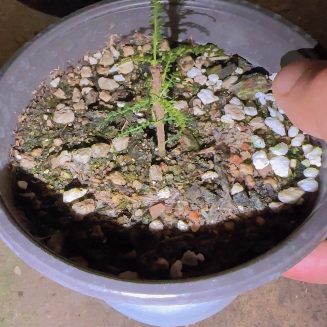 /***/块根植物块根植物