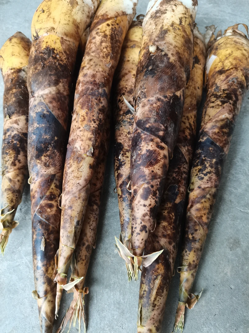 临安春笋野生光笋5斤京东直发