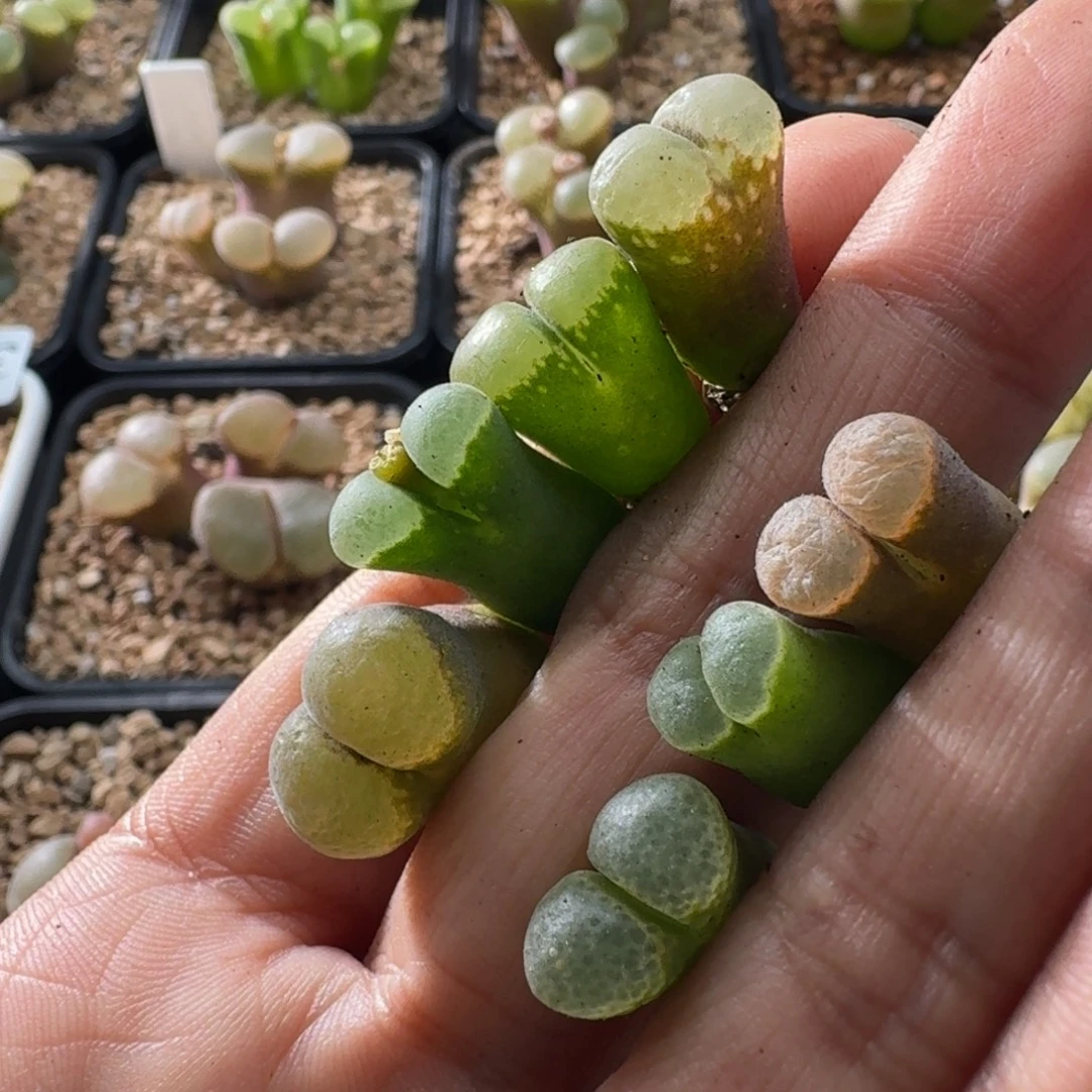 3035风铃玉7颗肉锥植物