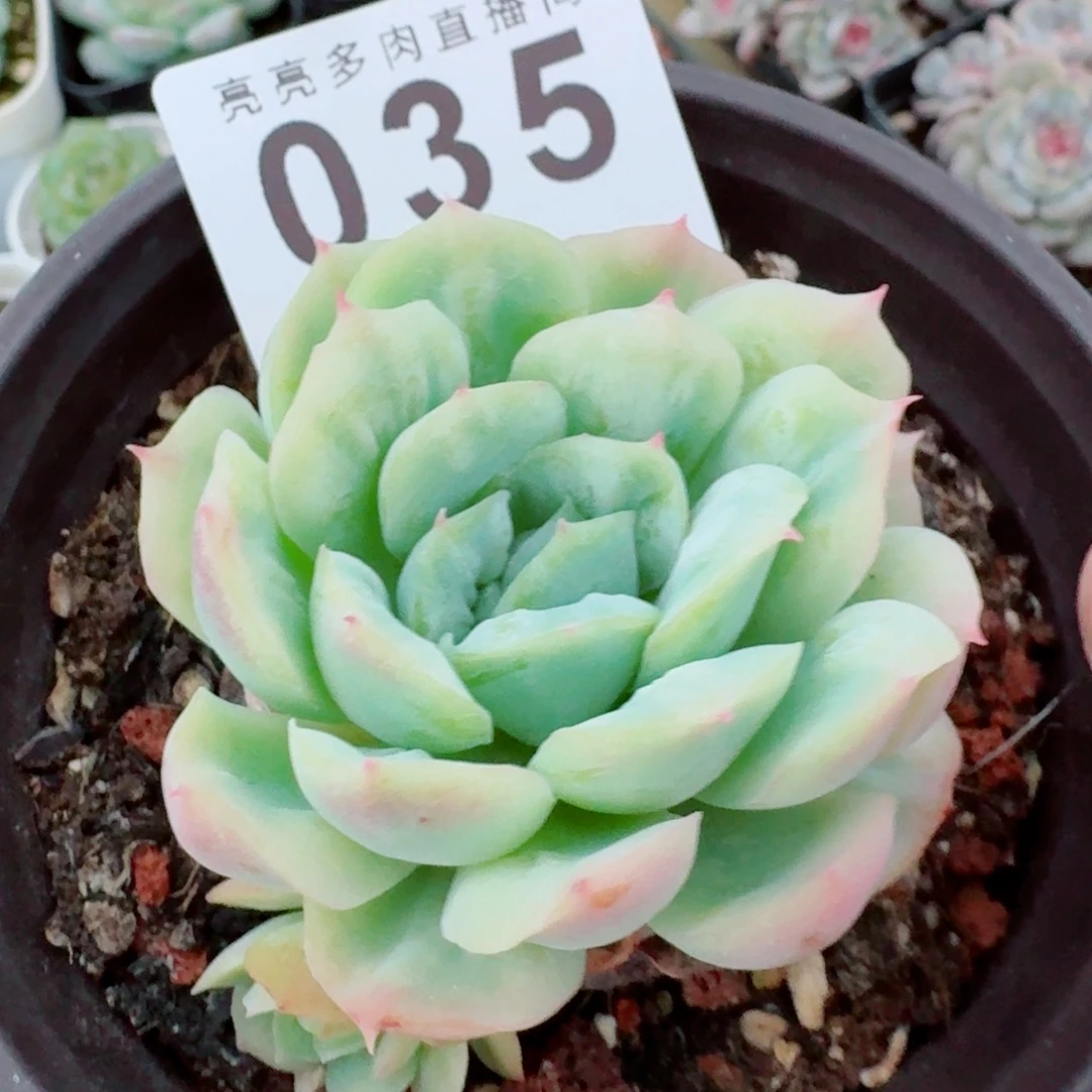 泡泡纱裙            精美多肉植物