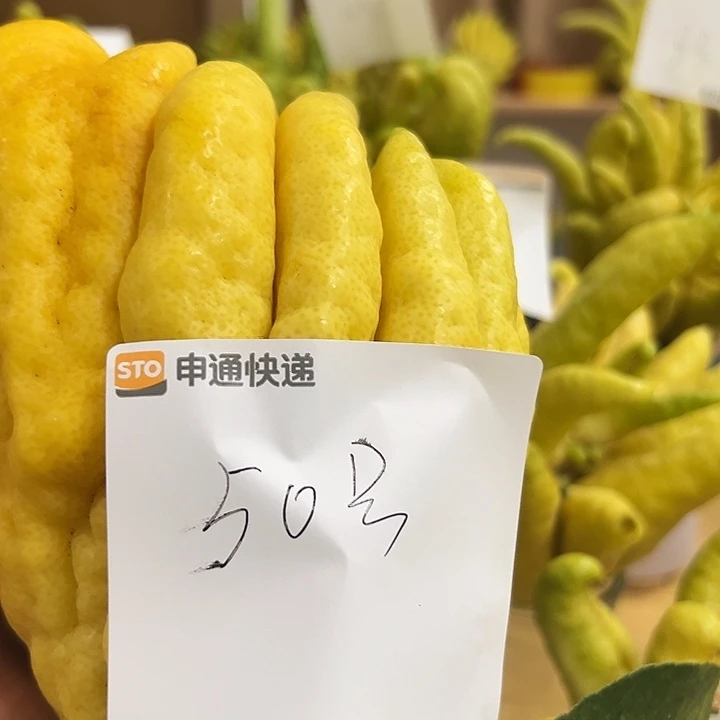 总***遇褚柑佛手柑等经济作物的栽培