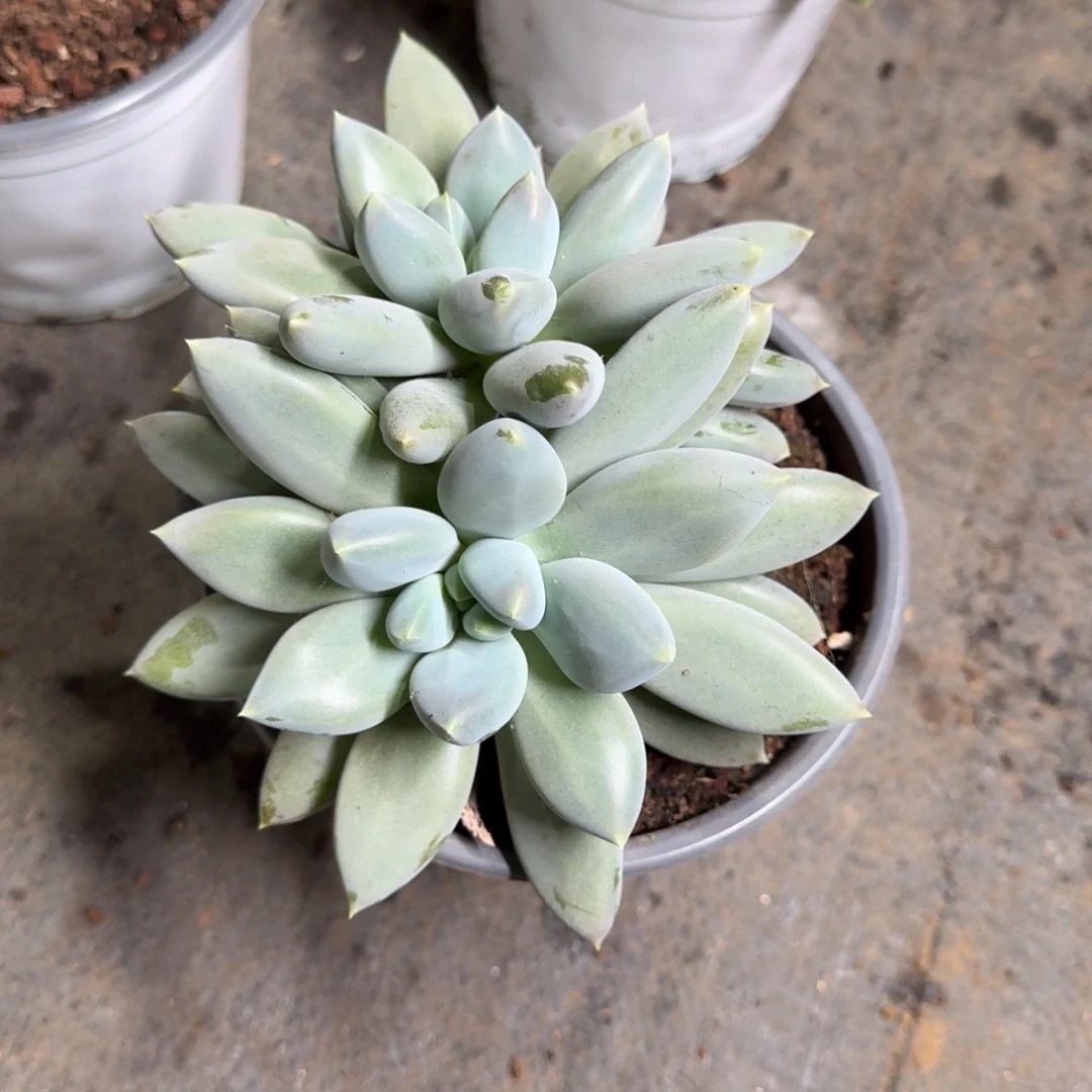 一物一拍超级胖哥特395