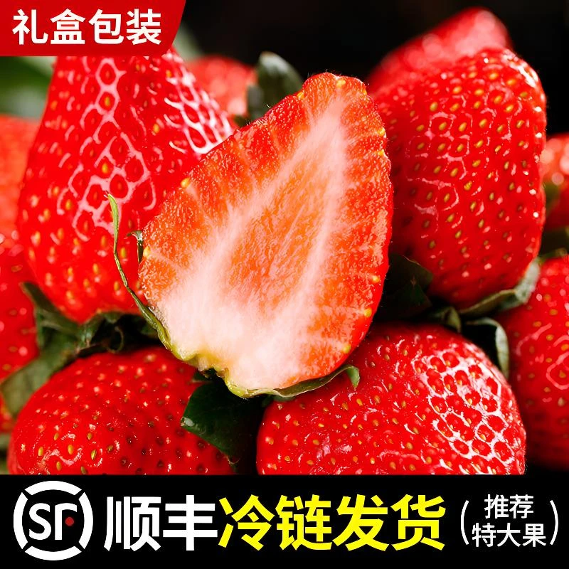 正宗【丹东东港】九九红颜奶油大草莓核心产区顺丰空运现摘现发