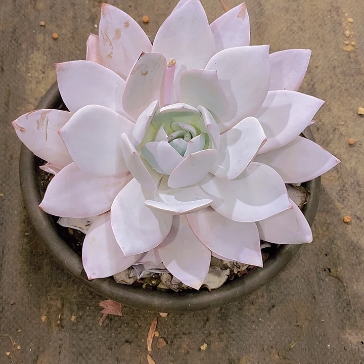 苏***S邀约仙子多肉植物