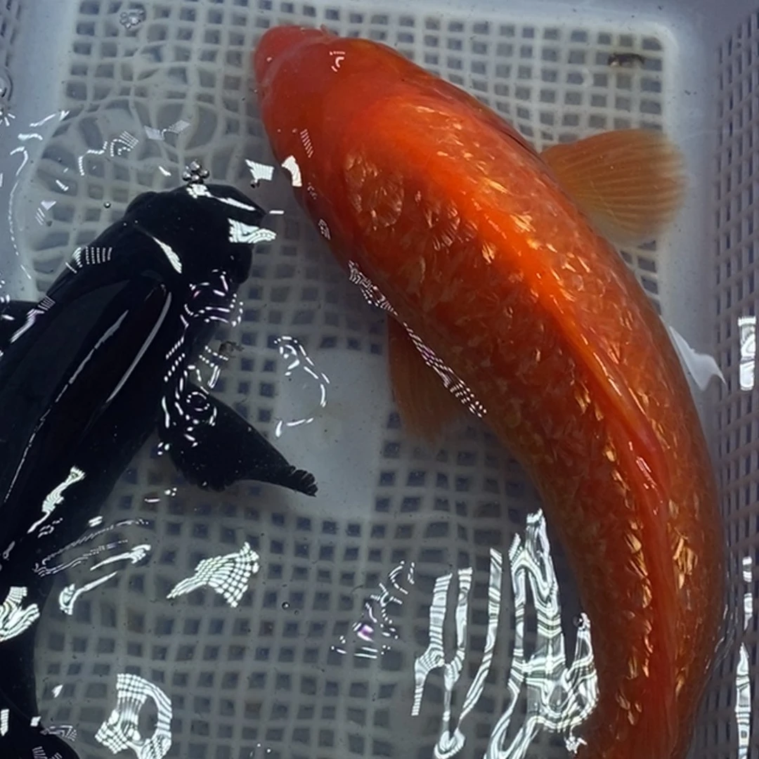 锦鲤冷水锦鲤包邮