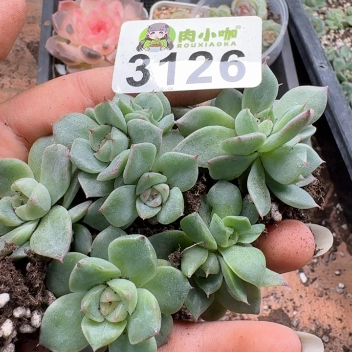 多肉植物多肉植物