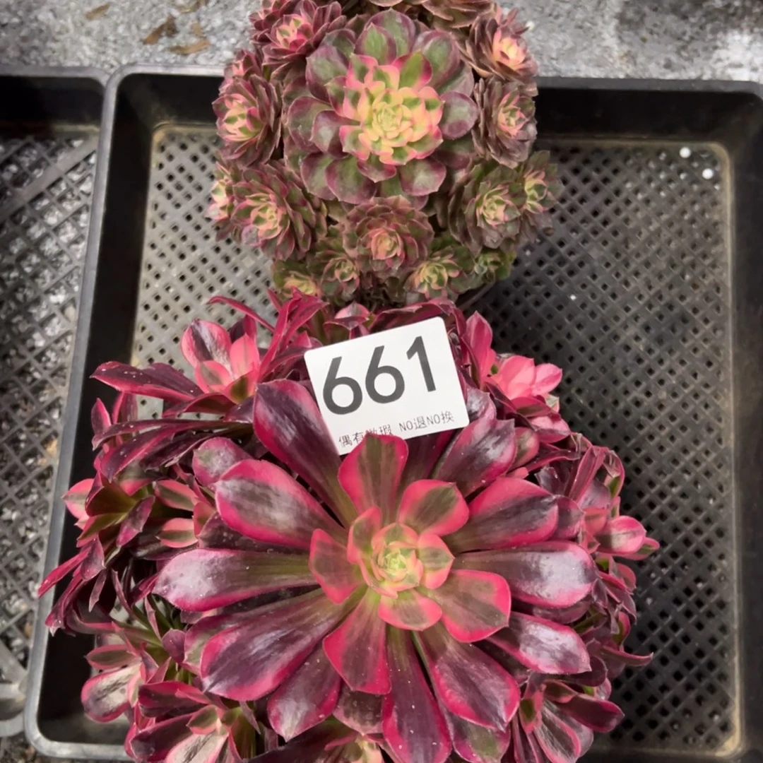 我是真的很喜欢这个