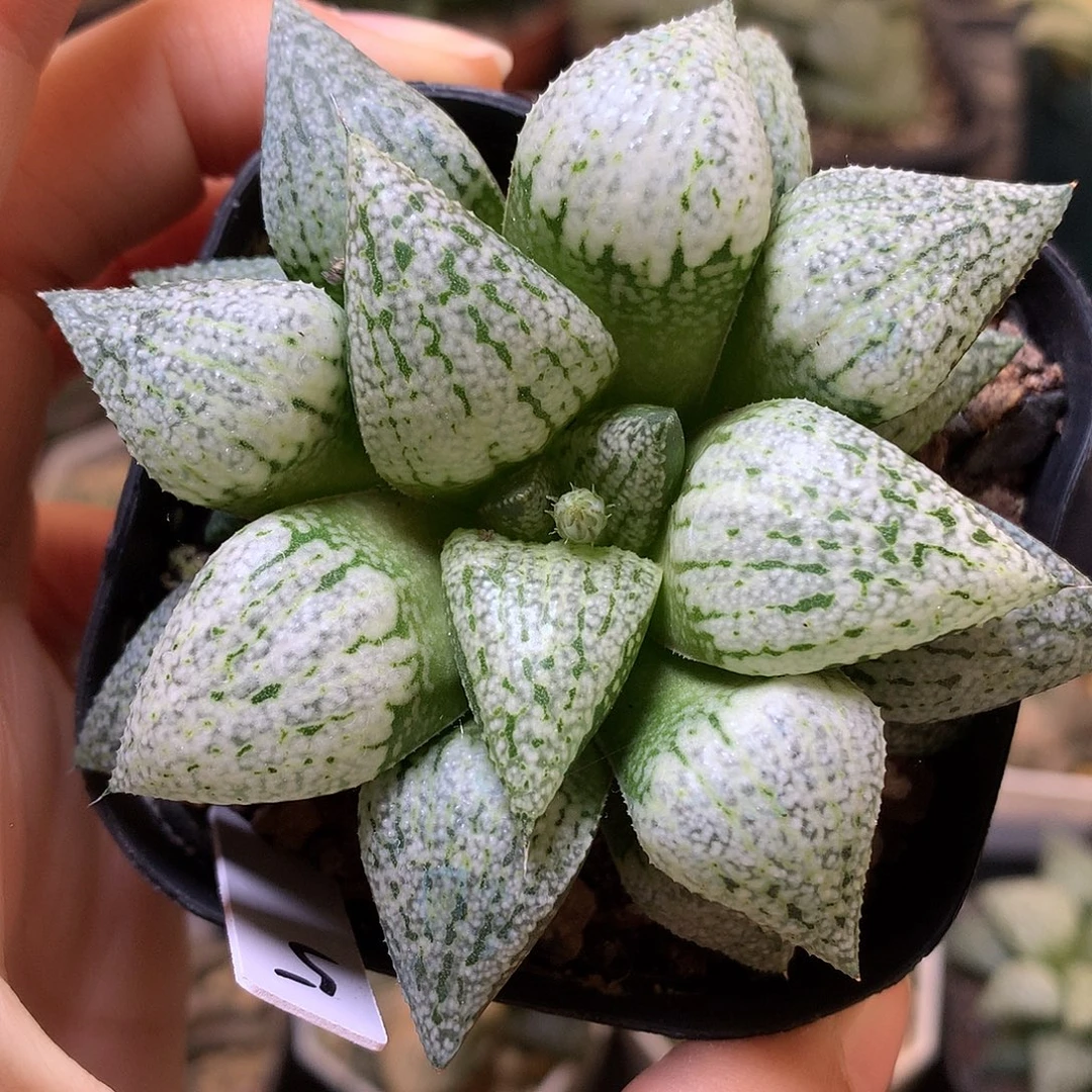 白魔法白银带盆土发货