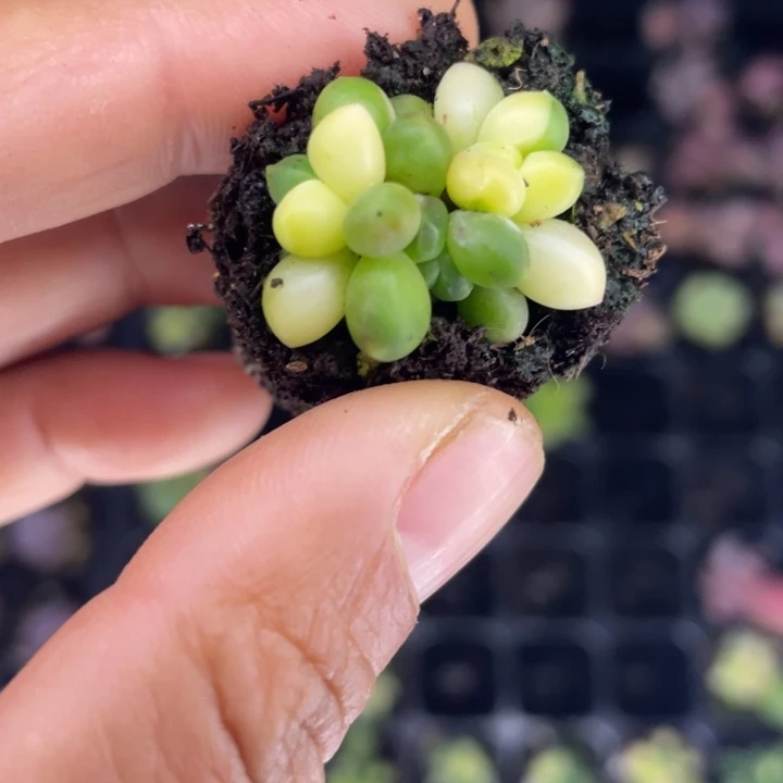 一我一拍满18包邮