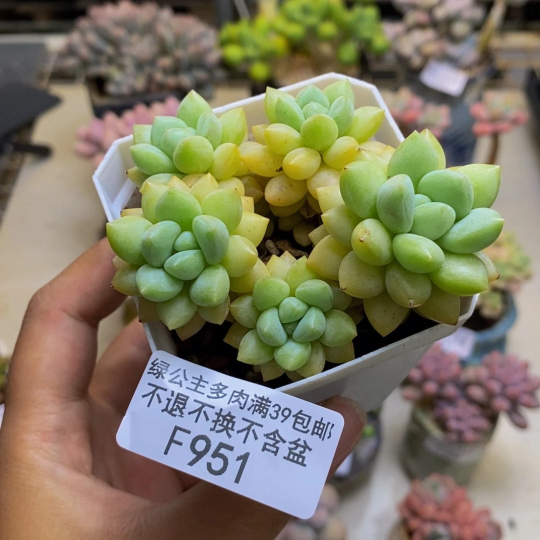 951萤火虫多肉6cm