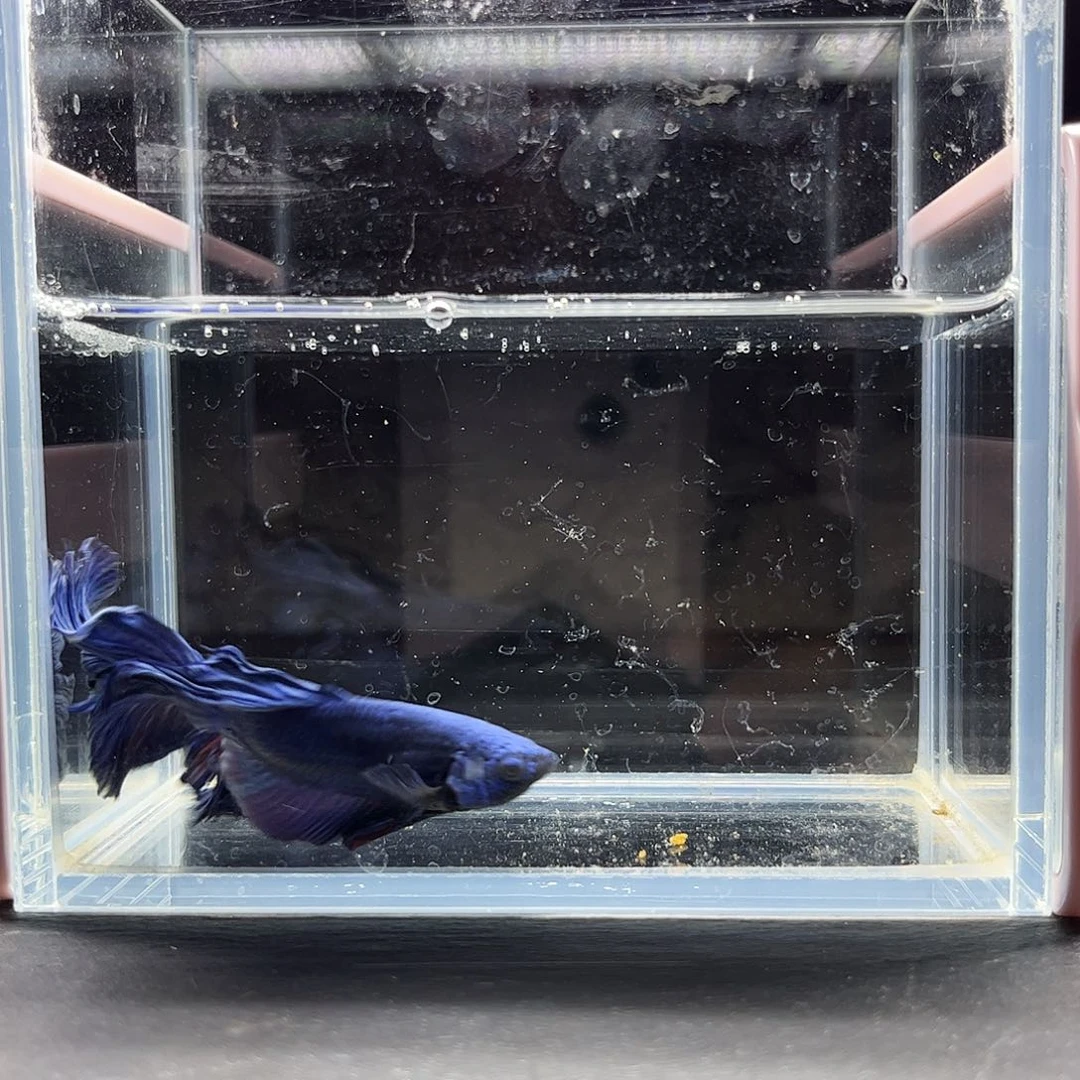 海水鱼宙斯斗鱼竞拍11-19