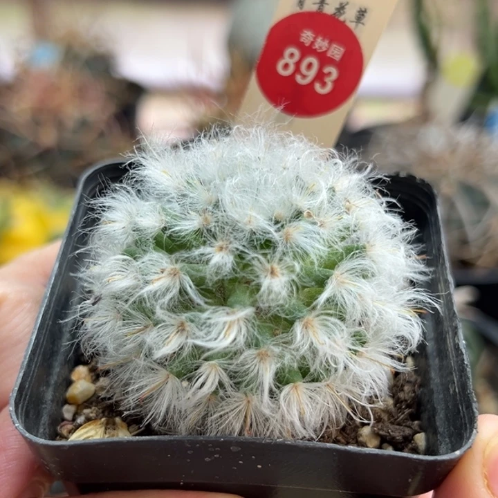 实生活中浓毛白云高砂一棵仙人球