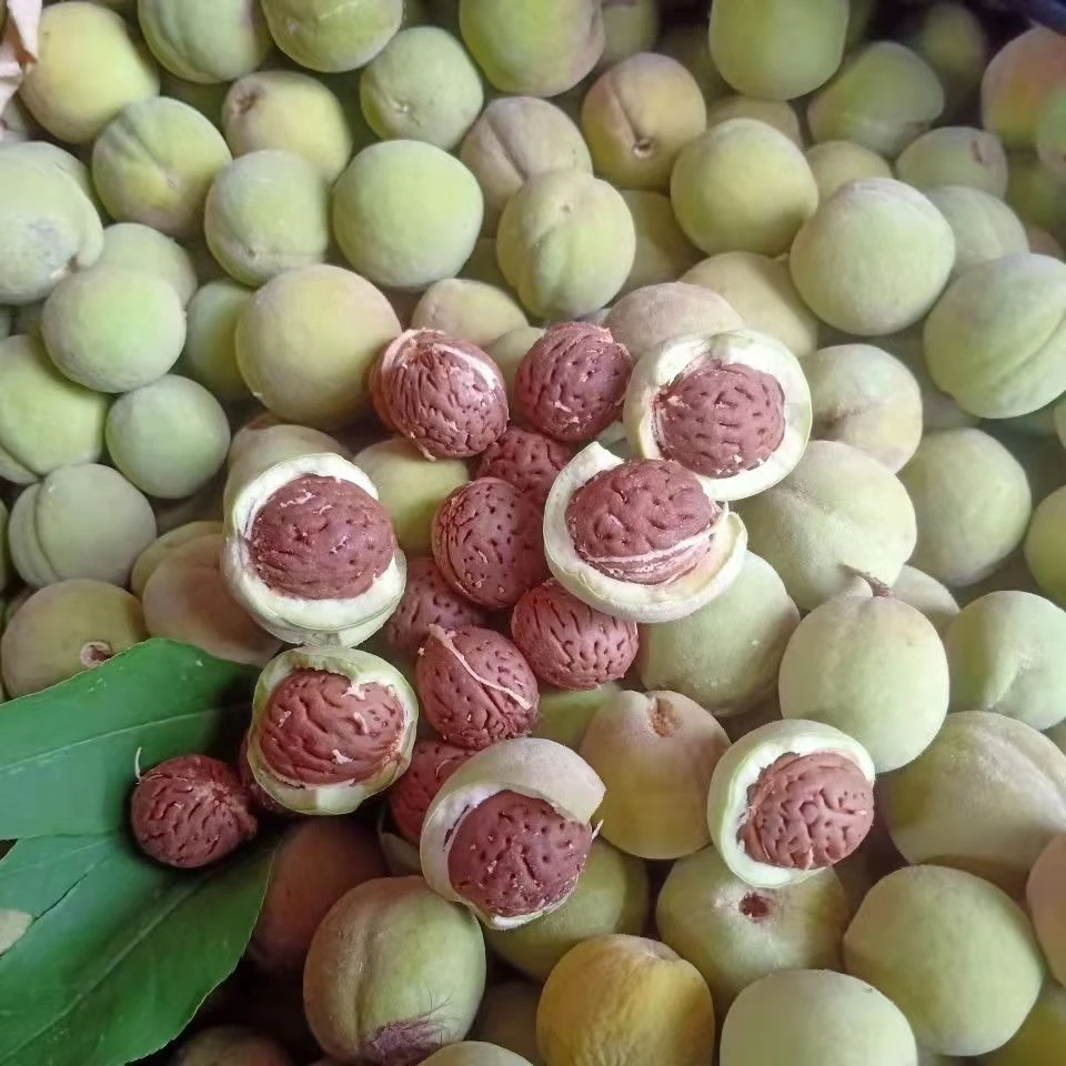 山桃核散籽新鲜文玩桃核可用于健身拍打袋或枕头桃核手串桃核雕刻