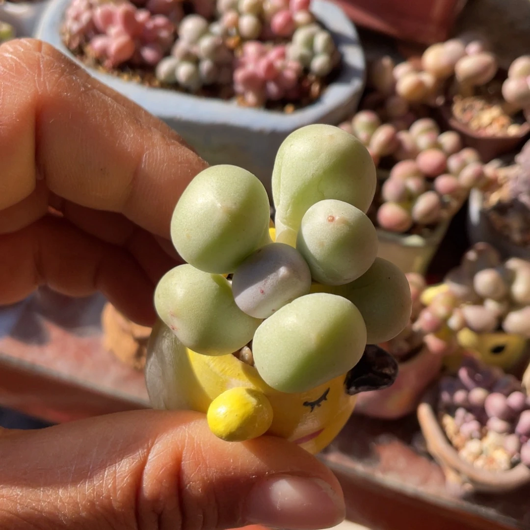 黄米可奶一个酪奶