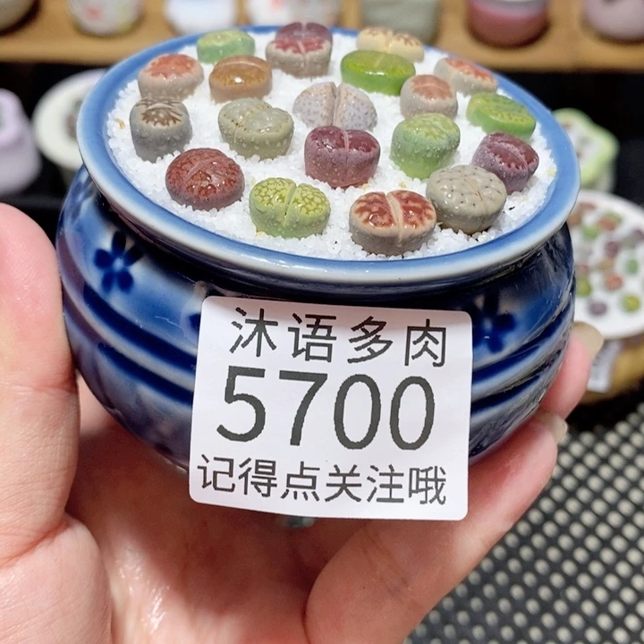 带盆土植物 一物一拍5700