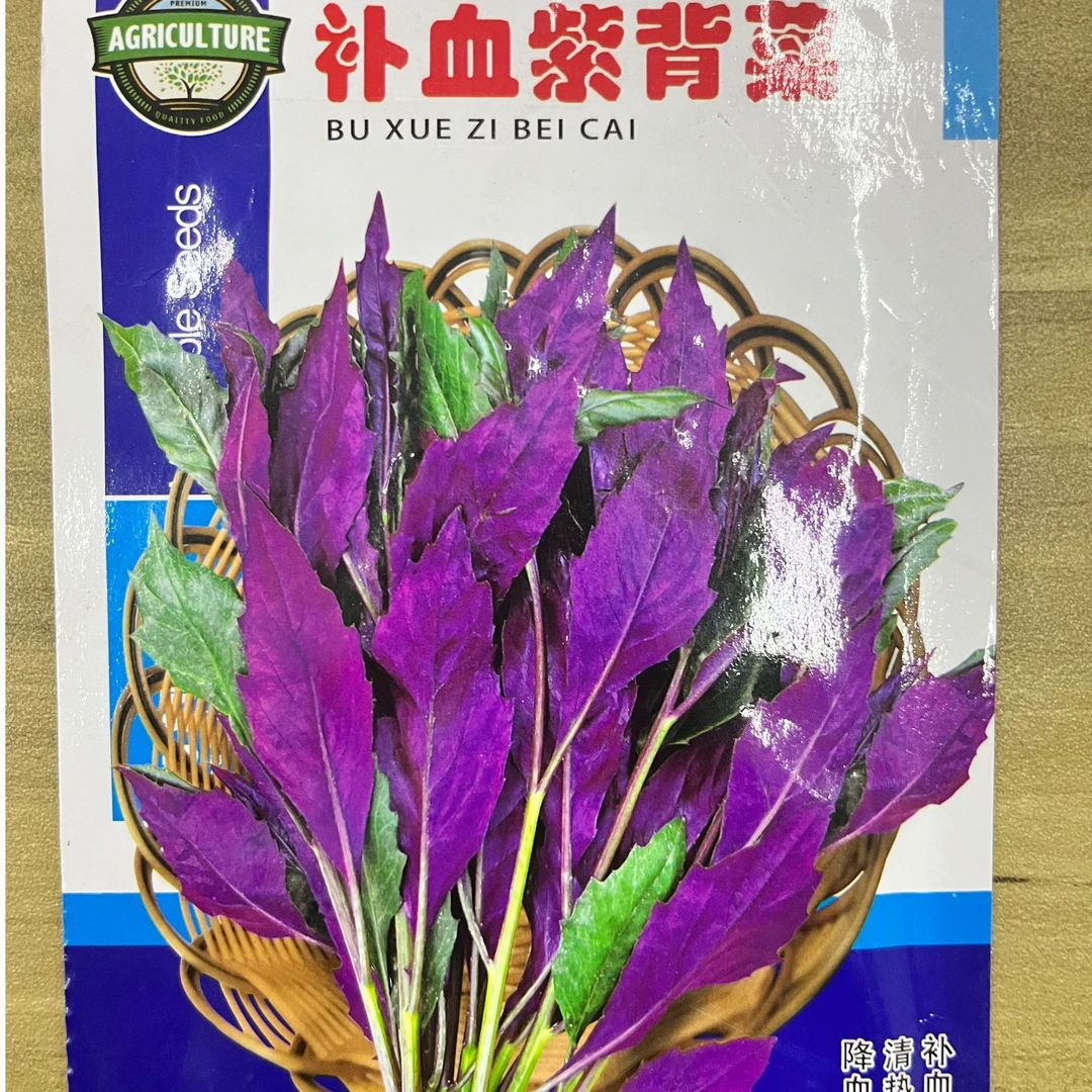 紫背菜四季补血紫背天葵阳台小院可种植营养高产易种木耳菜