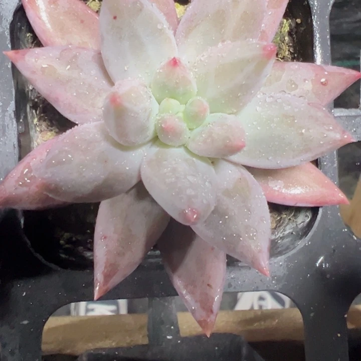 红蜻蜓精品多肉植物