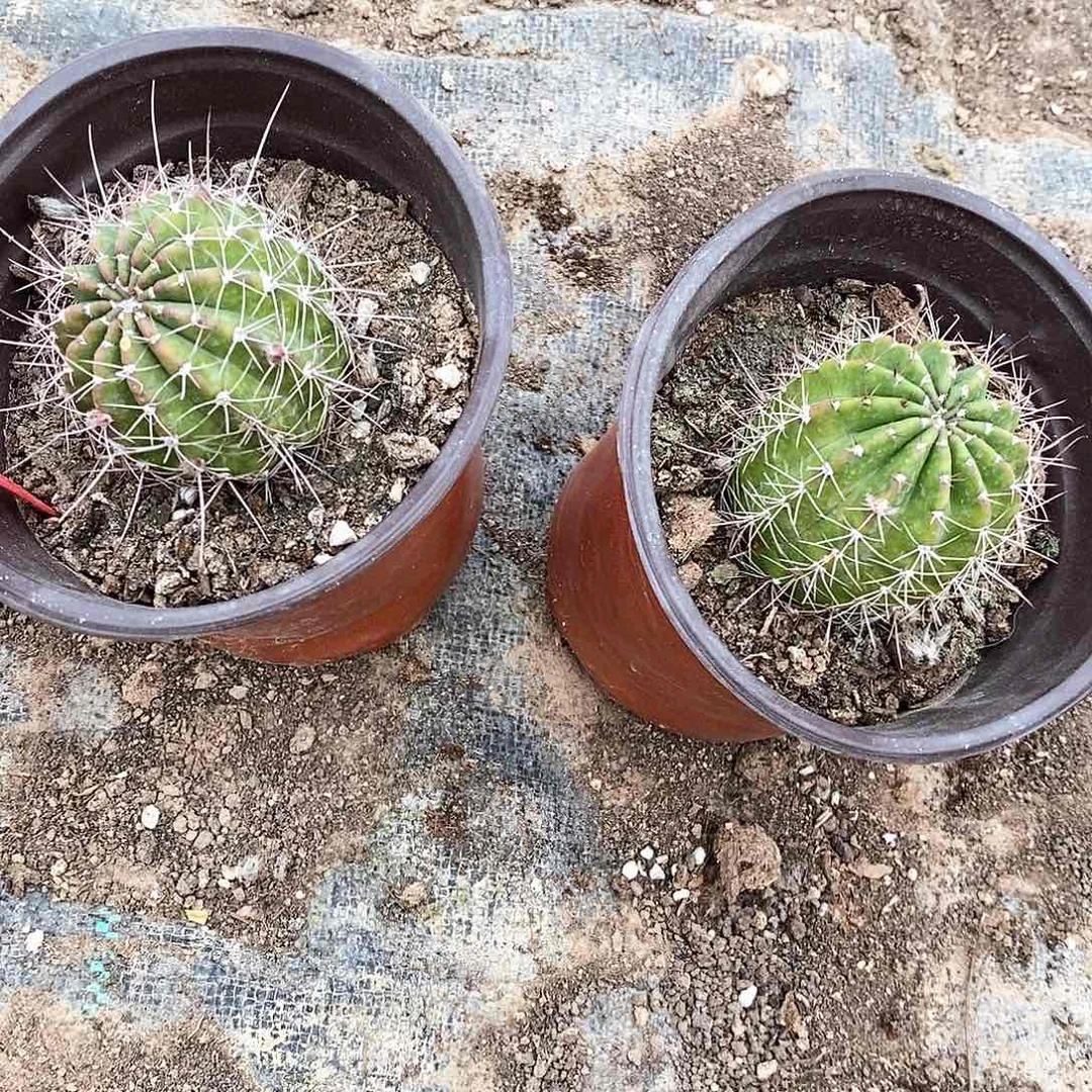 深*吸丽阳光明媚/脱土脱盆20包邮/2颗