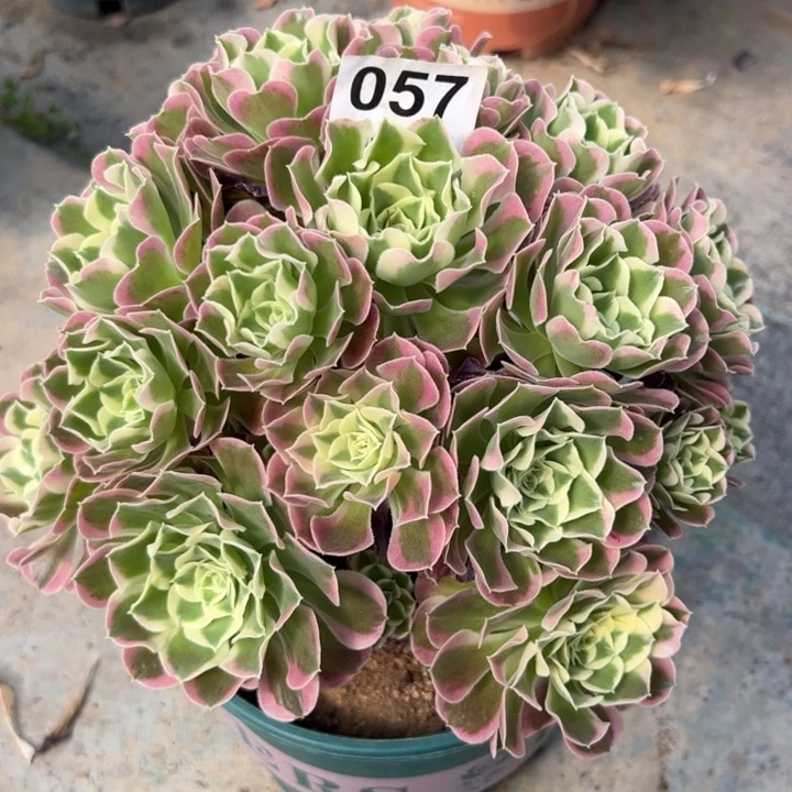 静**阳057白凤22厘米左右