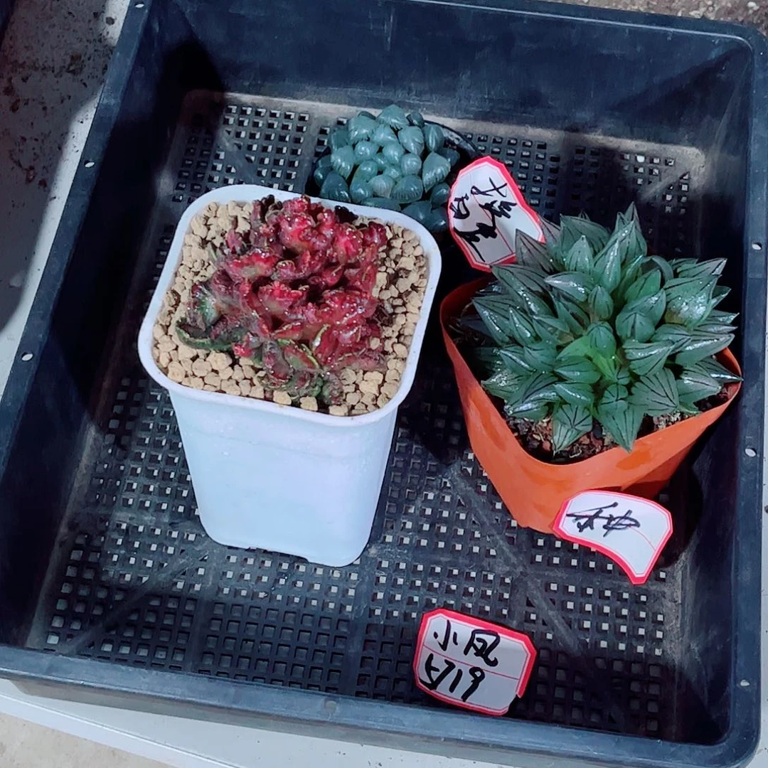 西瓜寿玉露一勿一拍