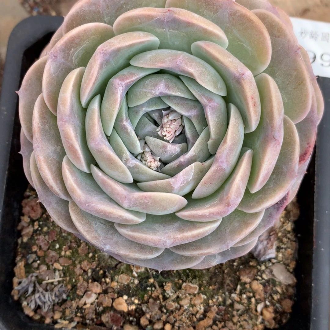 4996杂交精品基地10厘米