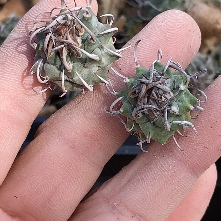 B娇丽升云龙两个一组