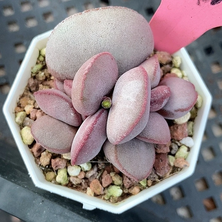 多肉植物红蛋117多肉