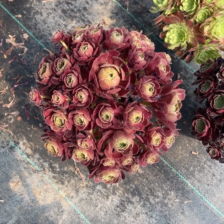 5号老桩荷兰玫瑰法师