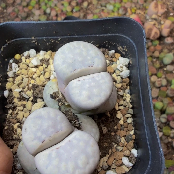 一***╮多肉葡萄的季节性37