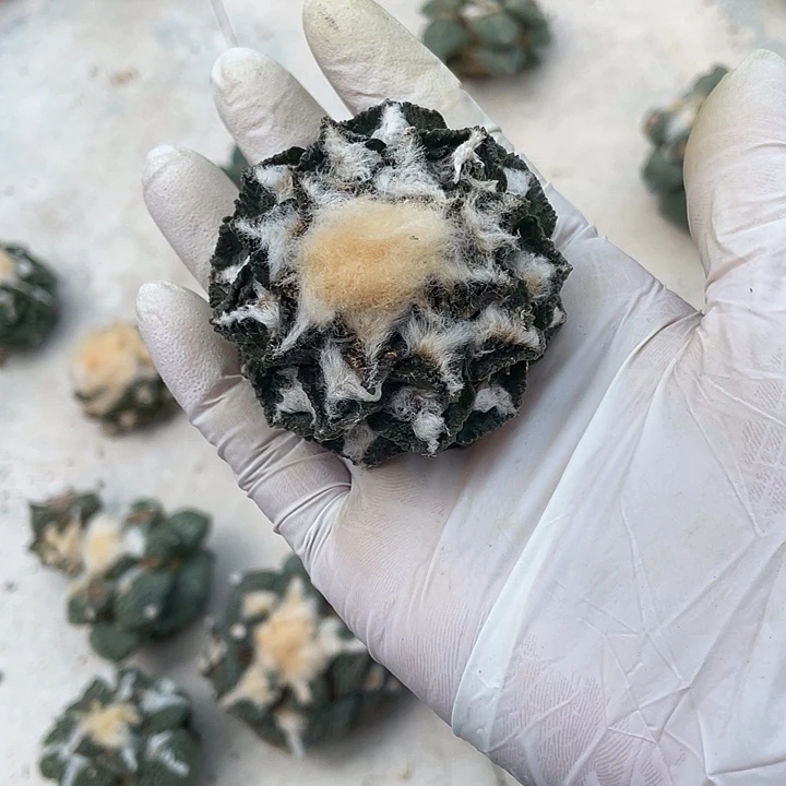 自根辛顿微瑕疵特价