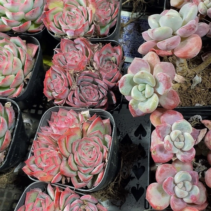 三头侧影带盆土发货