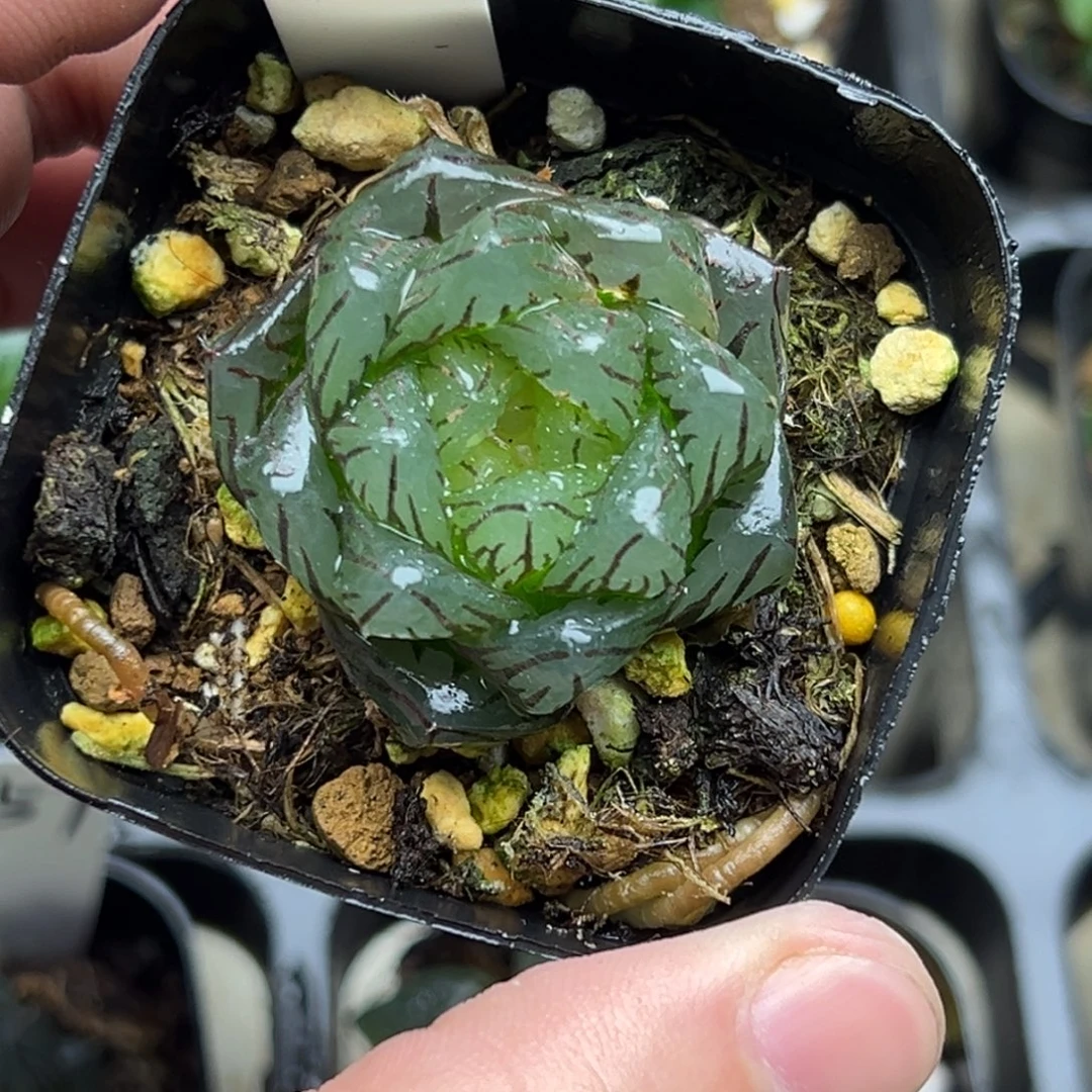 62龙鳞玉露锦一物一拍