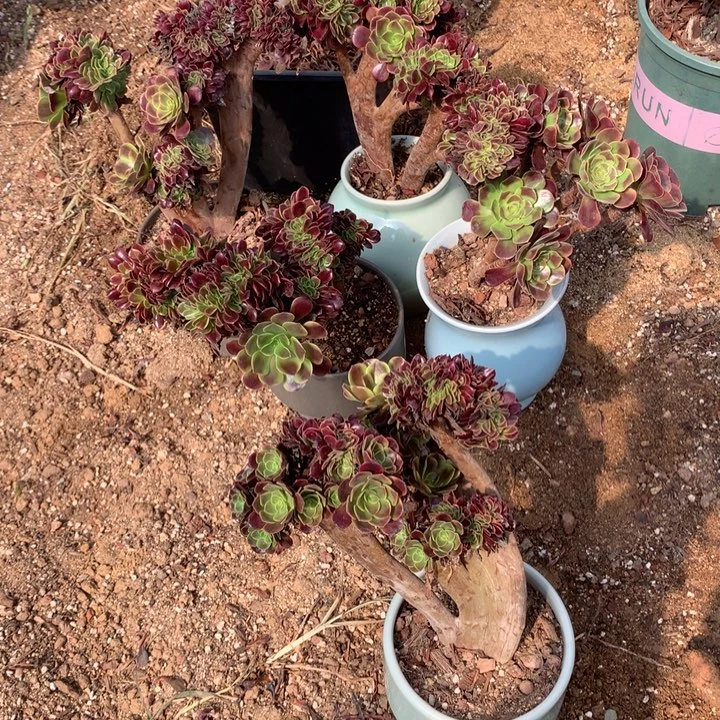 5个小欧嘉莉朵朵脱土发货啊