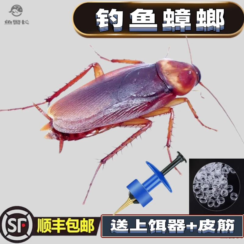 【全国发货】人工养殖蟑螂钓鱼适用于江钓江团鲶鱼黄辣丁石扁头甲鱼
