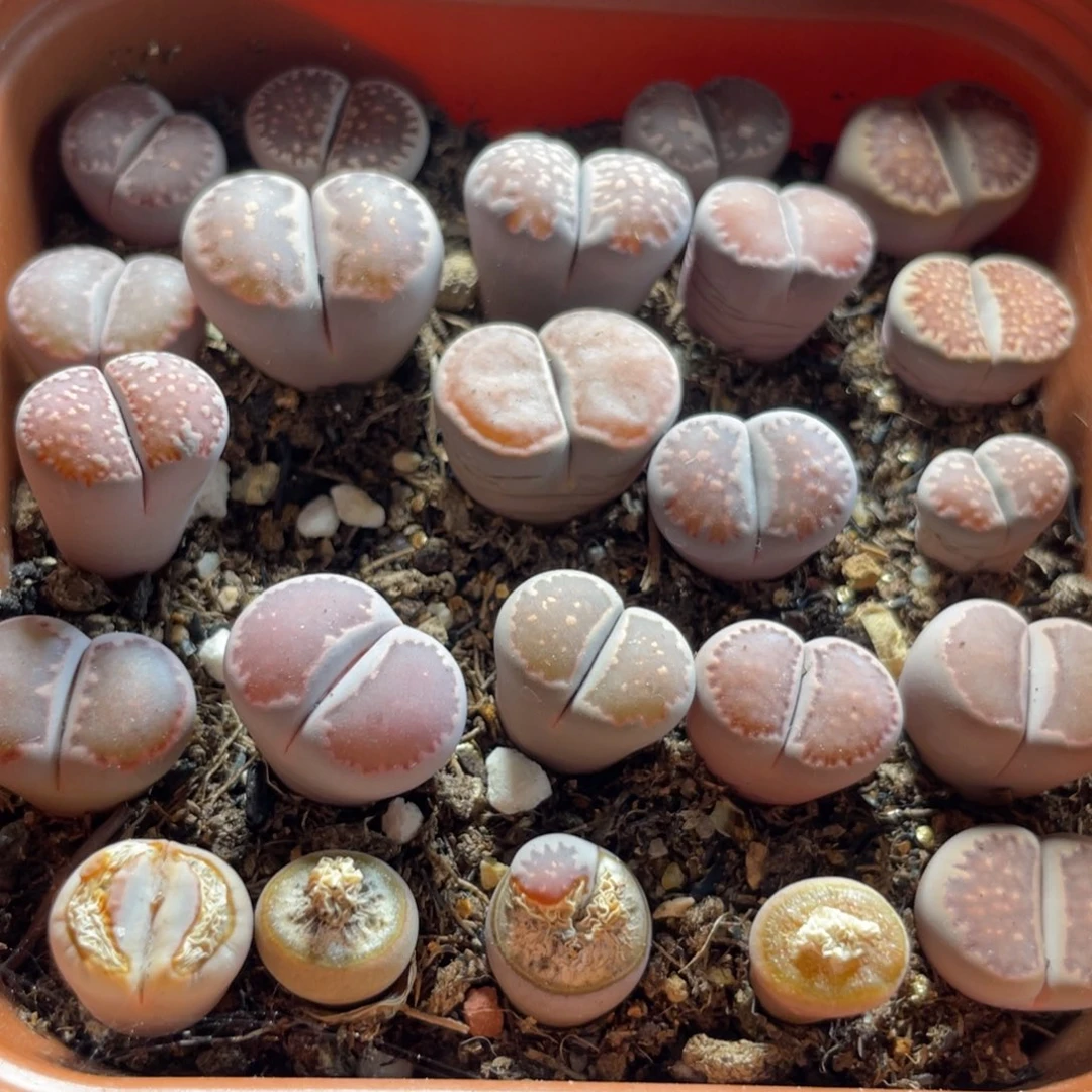 今晚大盆特价更新～9