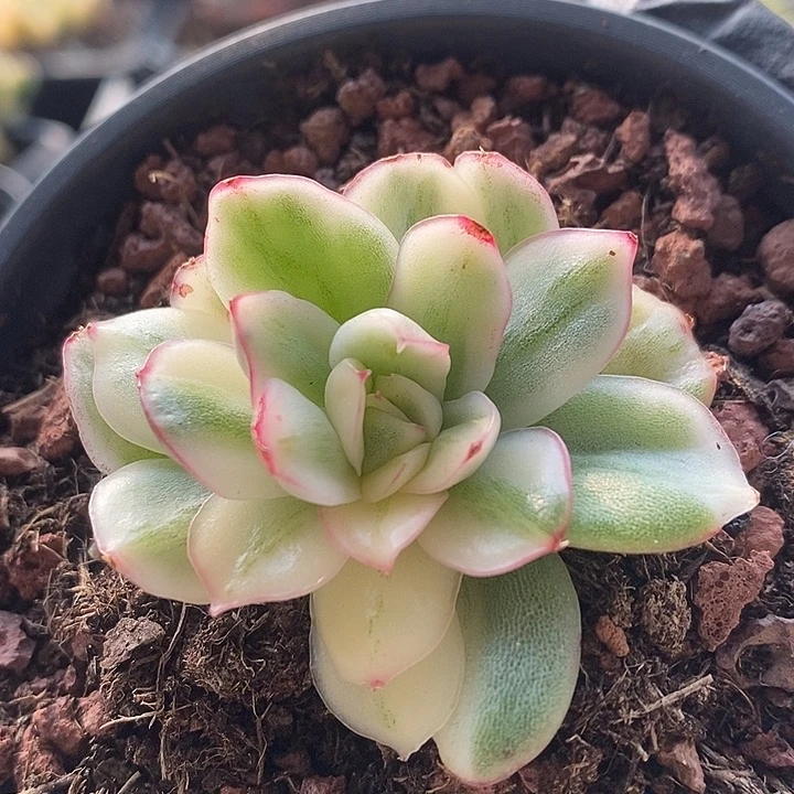 玉珠东云锦多肉植物