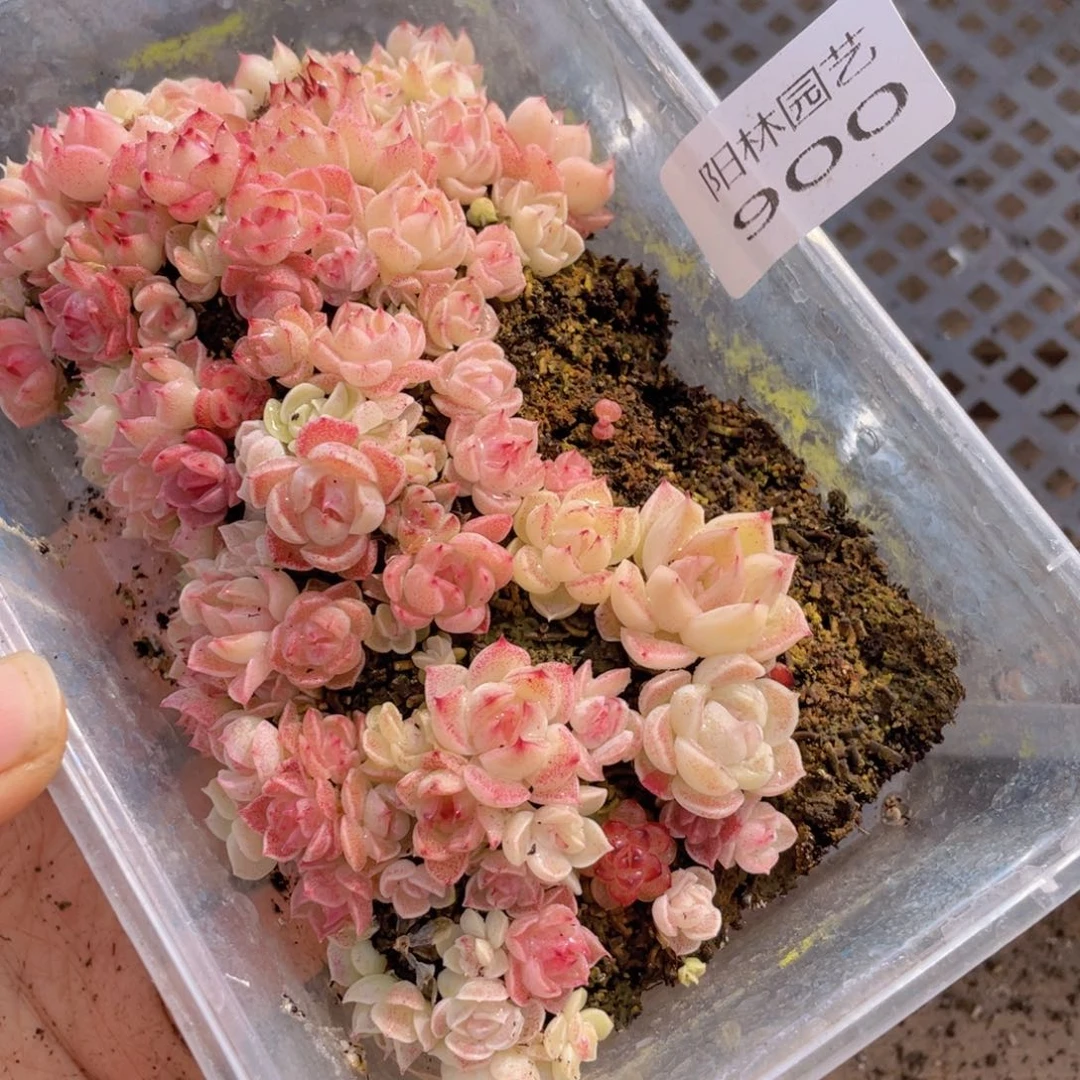 多肉植物多肉植物900