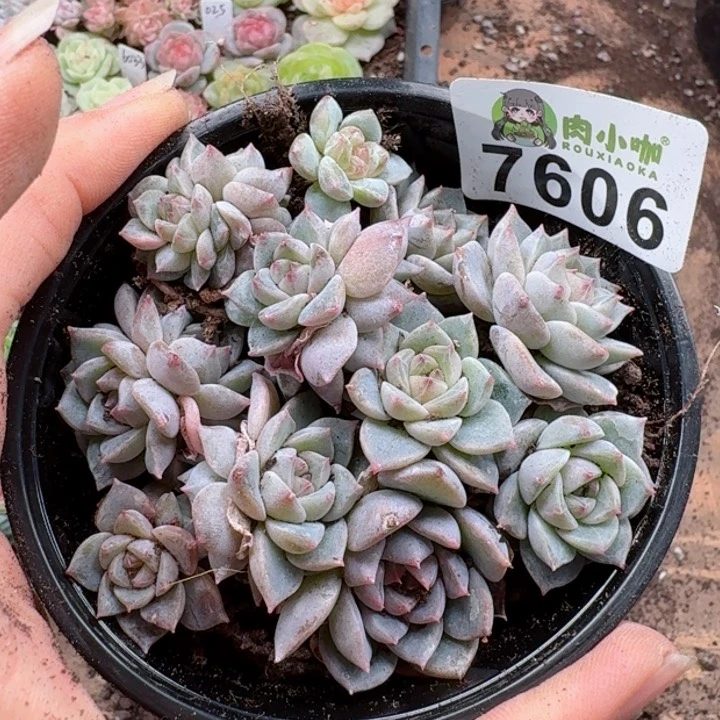 多肉植物多肉植物