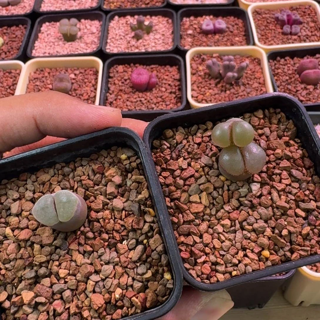 用***1云缦精品番杏14.29